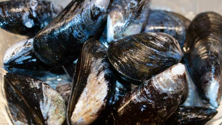 Ölkokta musslor